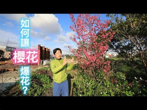 家裡可以種櫻花嗎|櫻花樹能種在家裡院子裡嗎？影響風水嗎